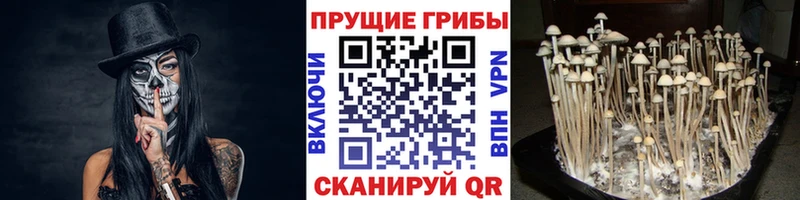 где можно купить наркотик  Зима  Псилоцибиновые грибы мухоморы 